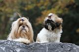 SHIH TZU 166
